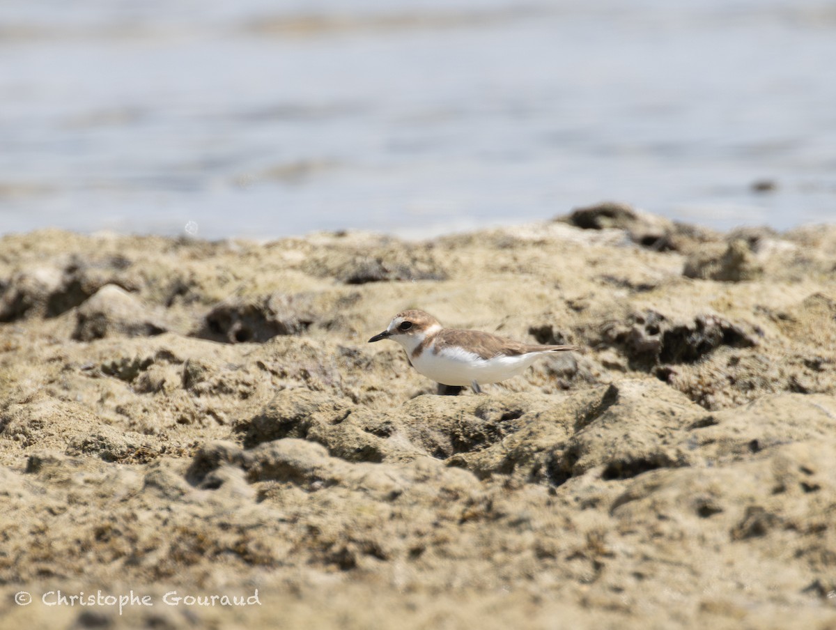 kulík jávský - ML645382282