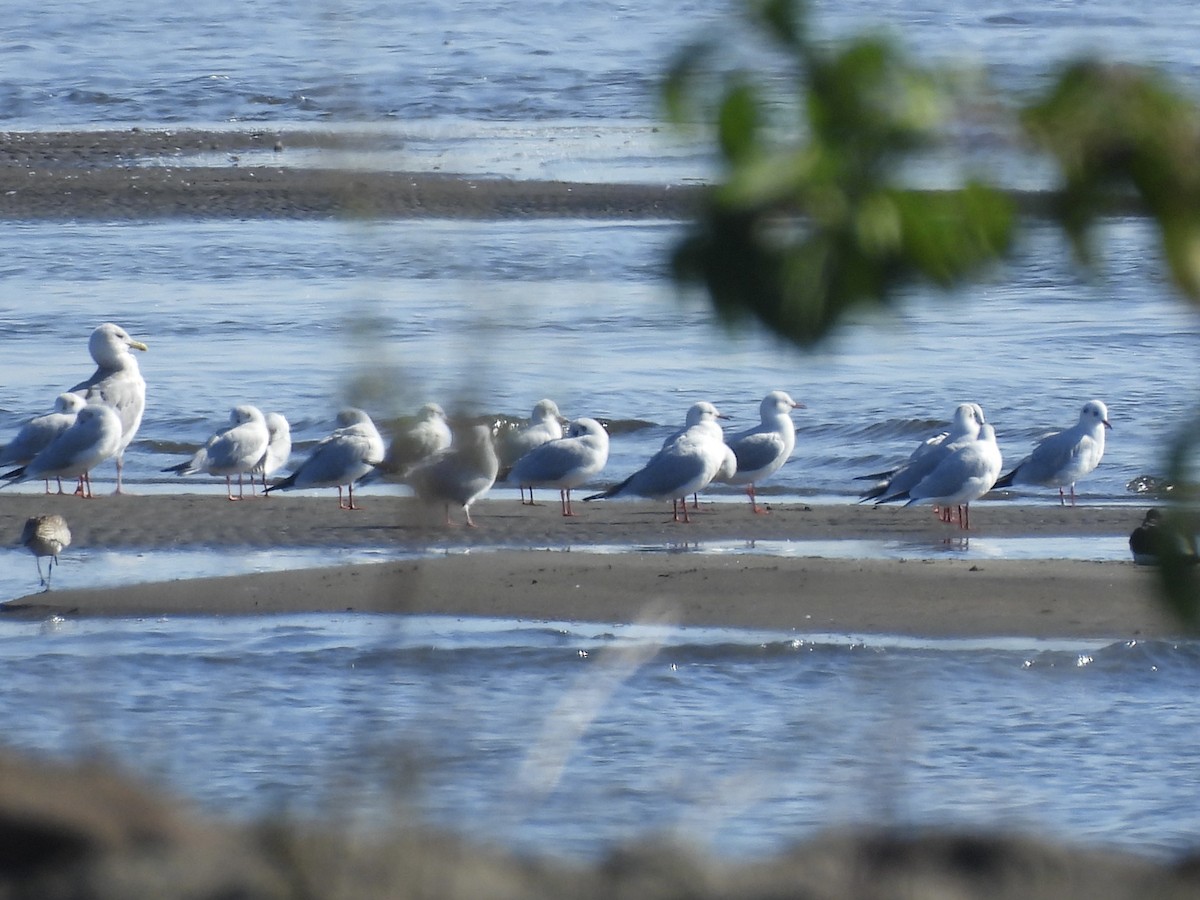 hettemåke - ML645382283