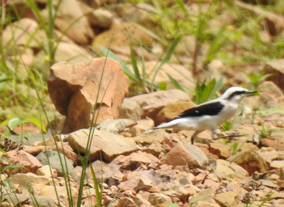 Масковый мухолов - ML645382287