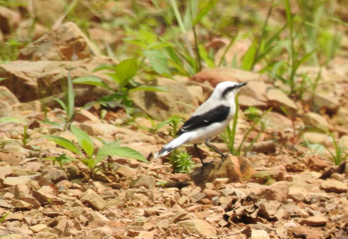 Масковый мухолов - ML645382288