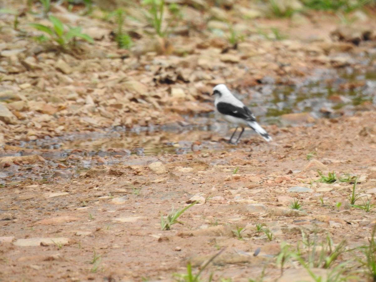 Масковый мухолов - ML645382289