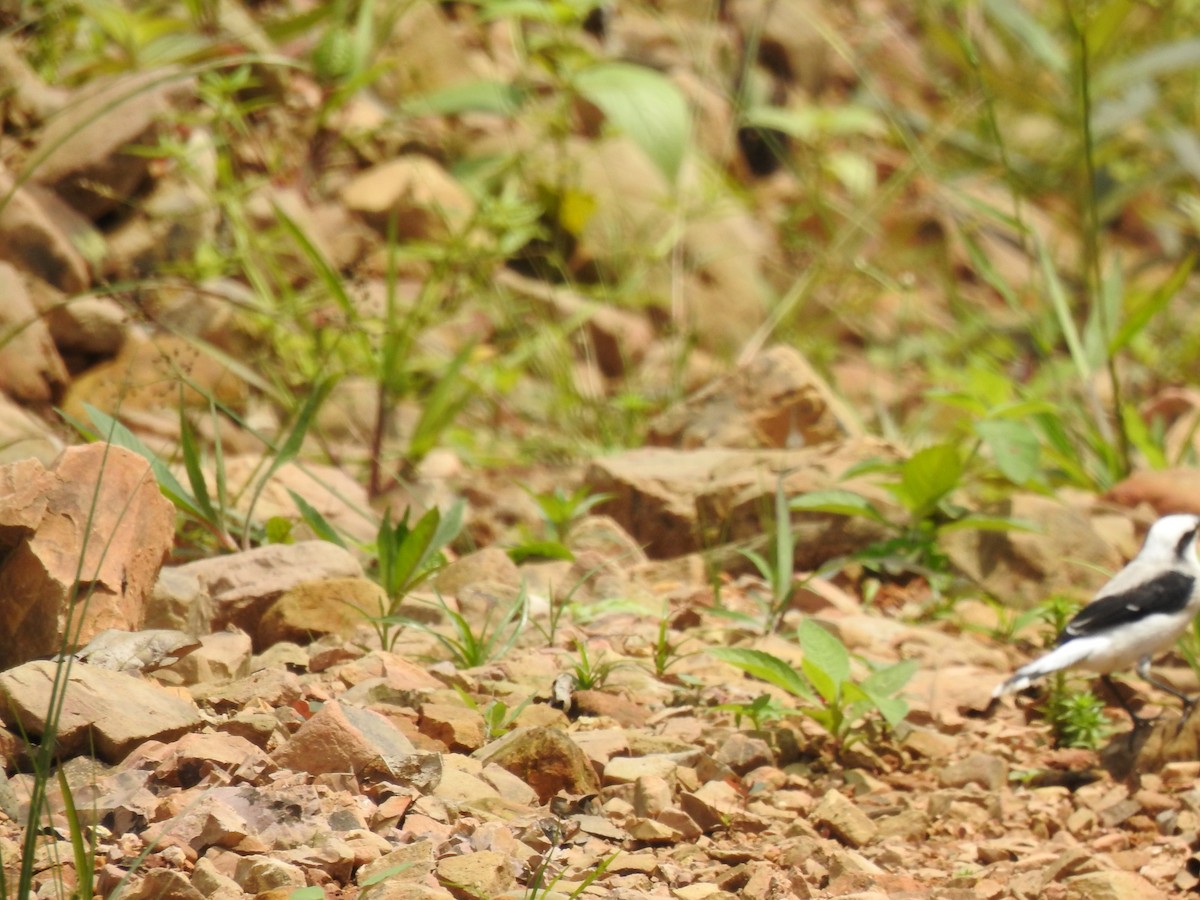 Масковый мухолов - ML645382290