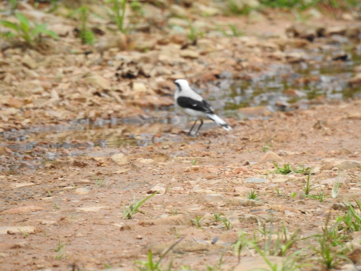Масковый мухолов - ML645382291