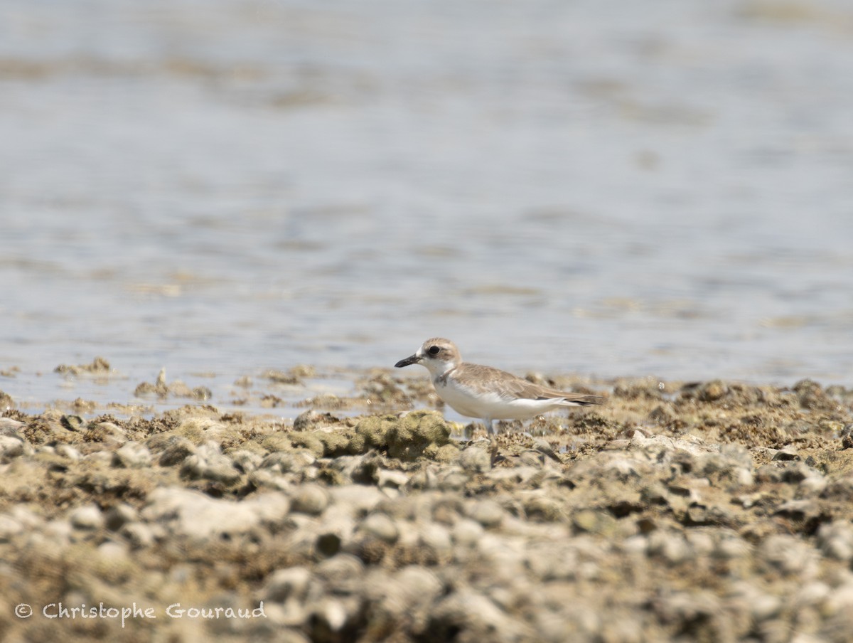 Толстоклювый зуёк - ML645382292