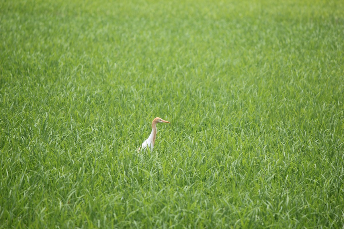 Восточная египетская цапля - ML645382294