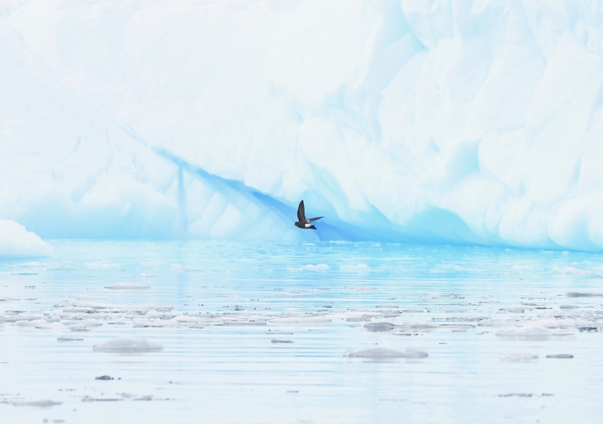 Вильсонова океанида (oceanicus/exasperatus) - ML645382296