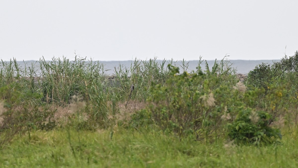 Скопа - ML645382298