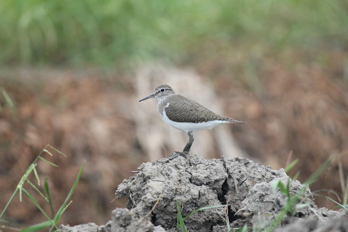 Перевозчик - ML645382299