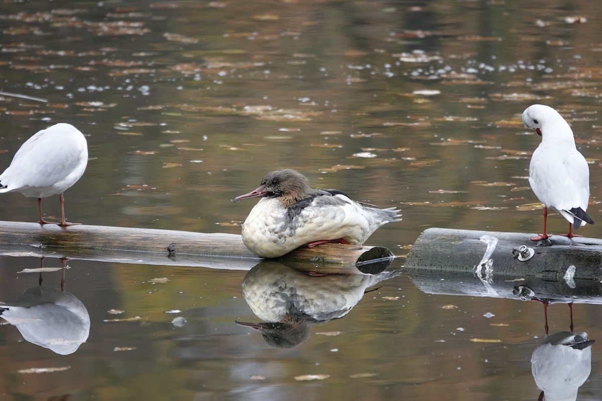 Большой крохаль - ML645382300