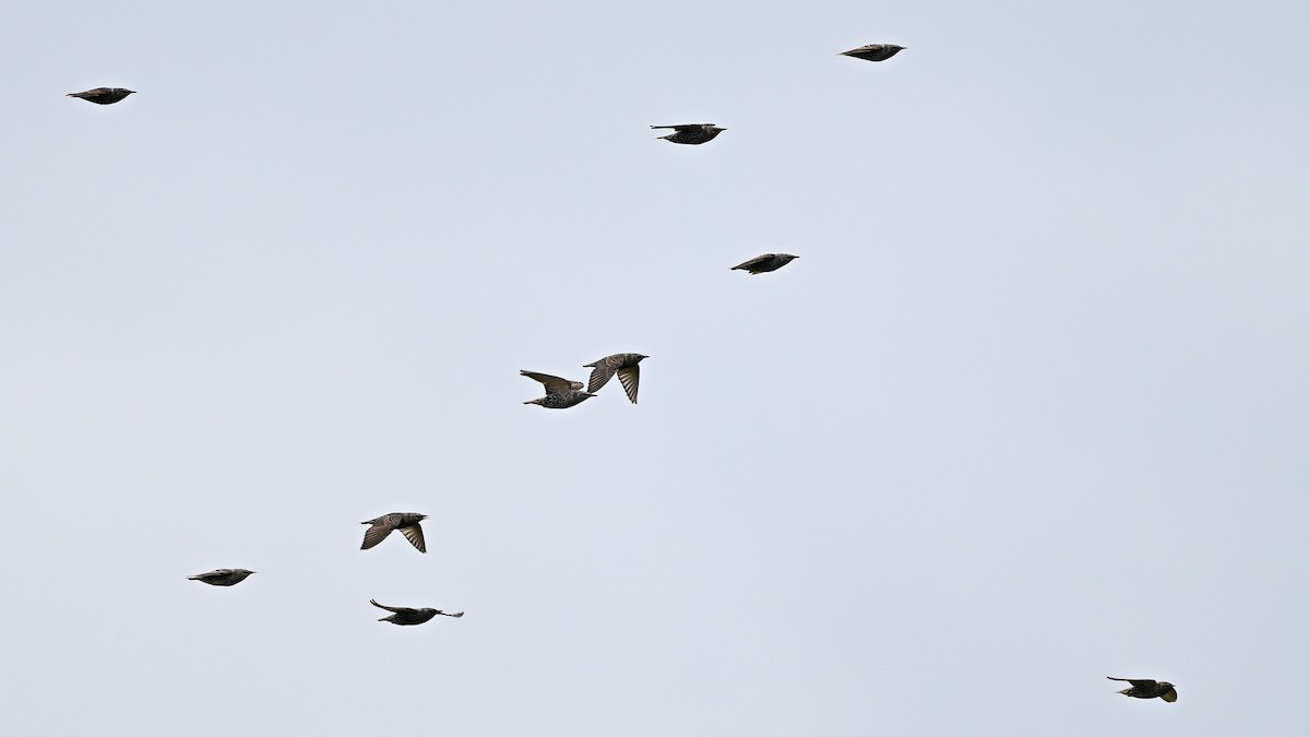 Обыкновенный скворец - ML645382301