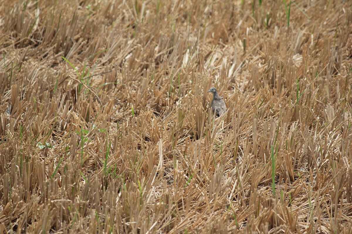 Зебровая горлица - ML645382302