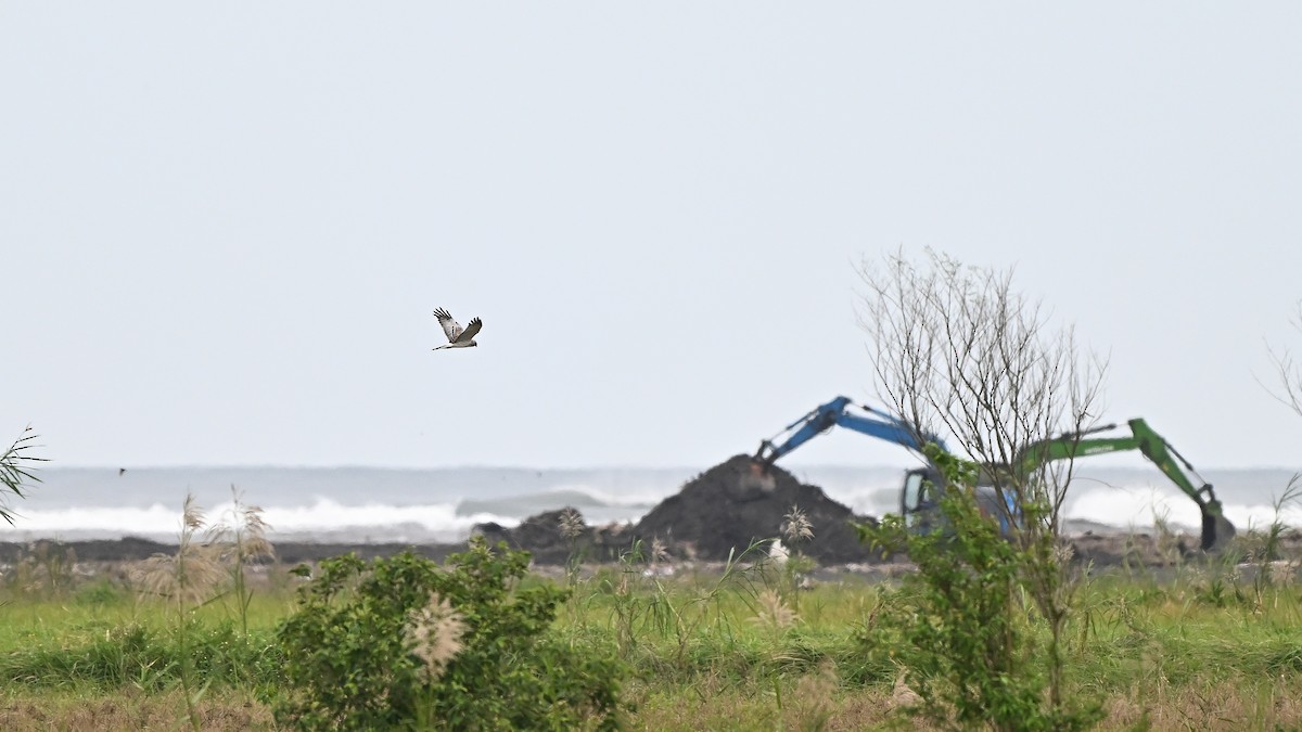 Восточный лунь - ML645382303