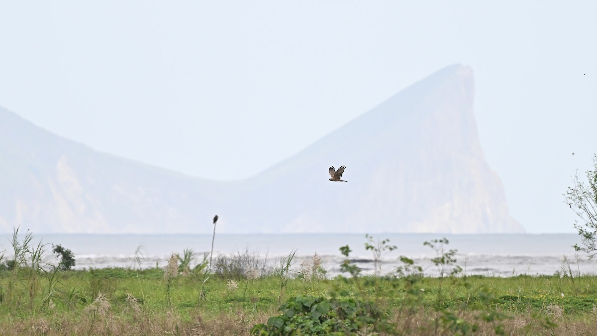 Восточный лунь - ML645382304