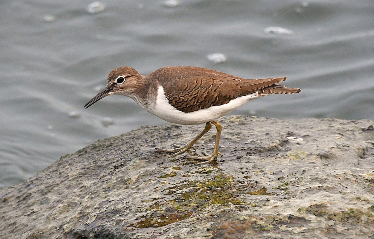 Перевозчик - ML645382305