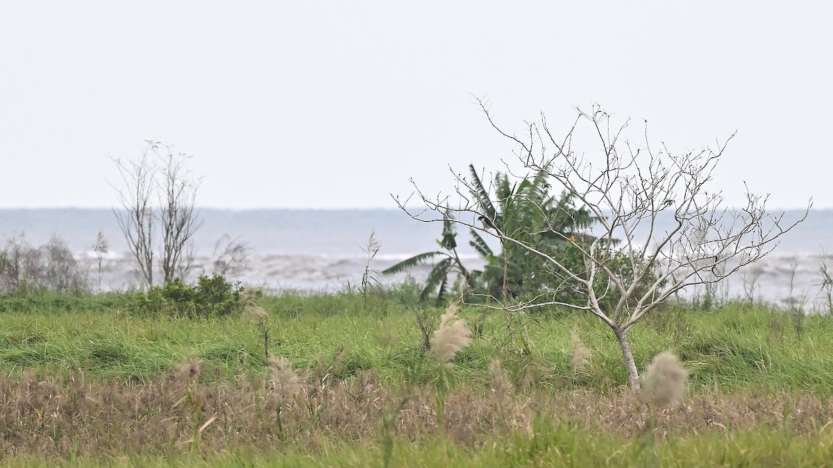 Сапсан - ML645382306