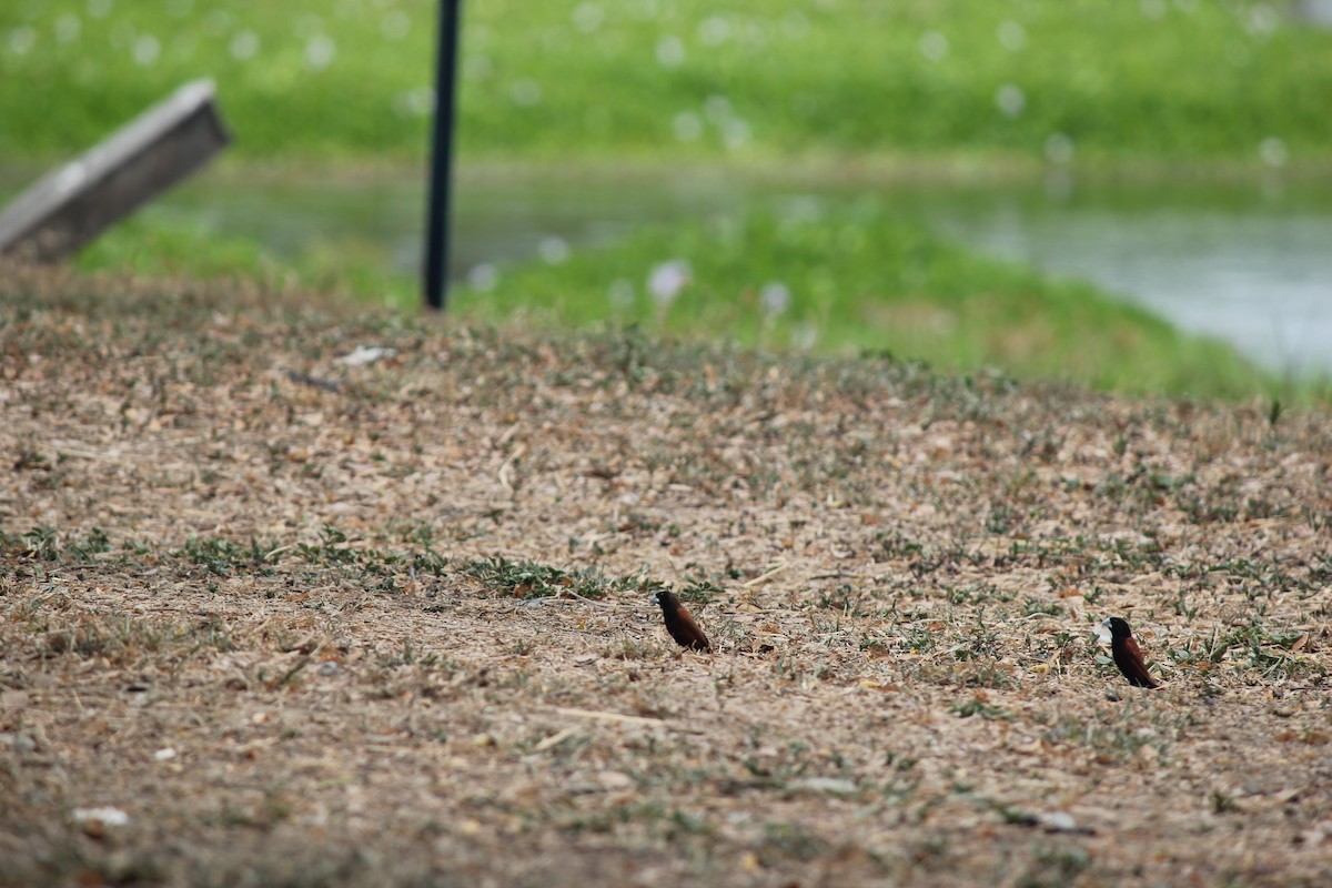 Черноголовая муния - ML645382307