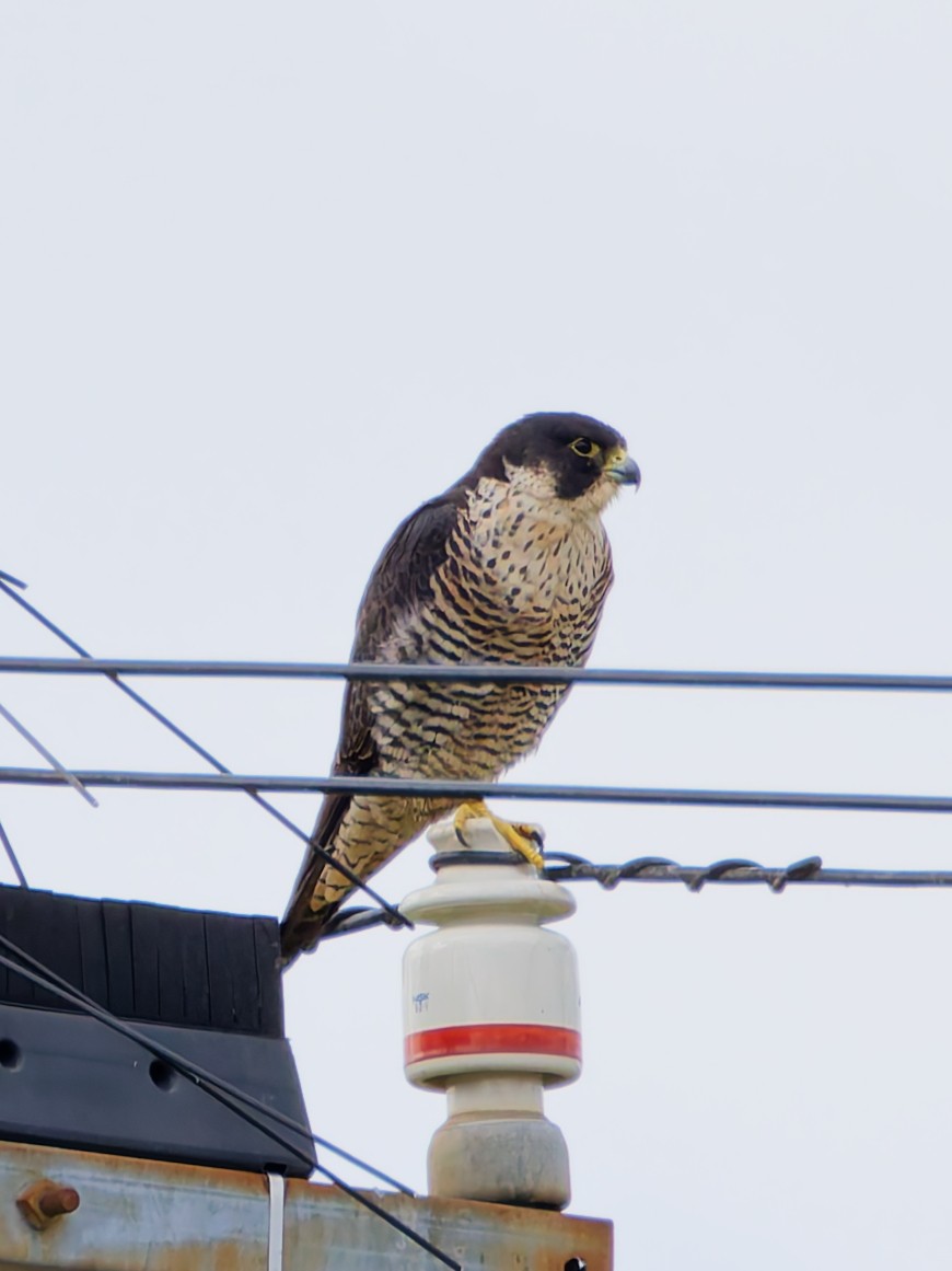 Сапсан (pealei) - ML645382308