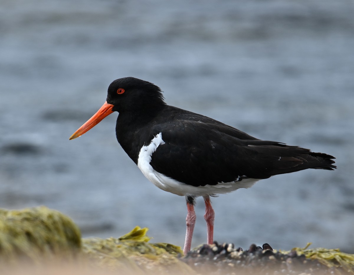 Длинноклювый кулик-сорока - ML645382309