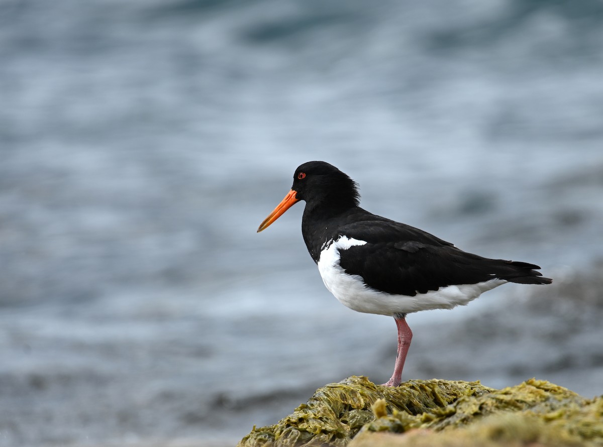 Длинноклювый кулик-сорока - ML645382310