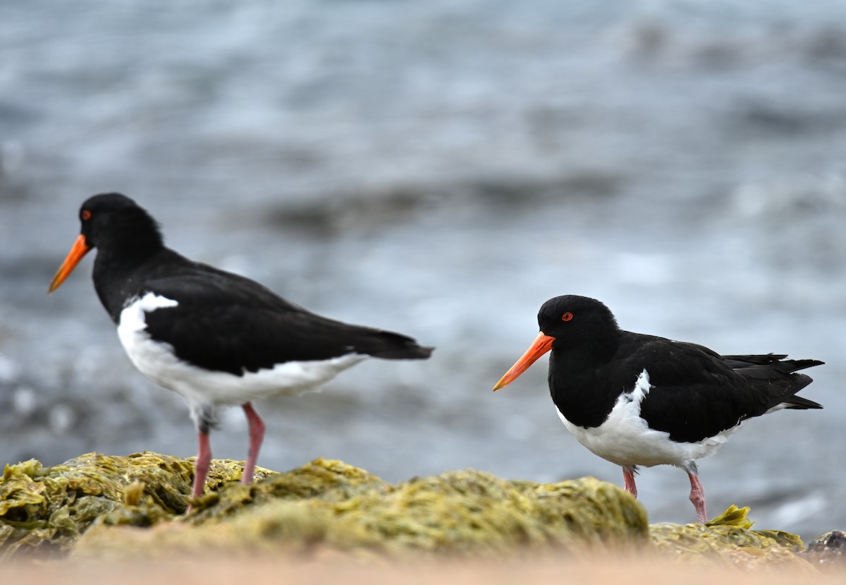 Длинноклювый кулик-сорока - ML645382311