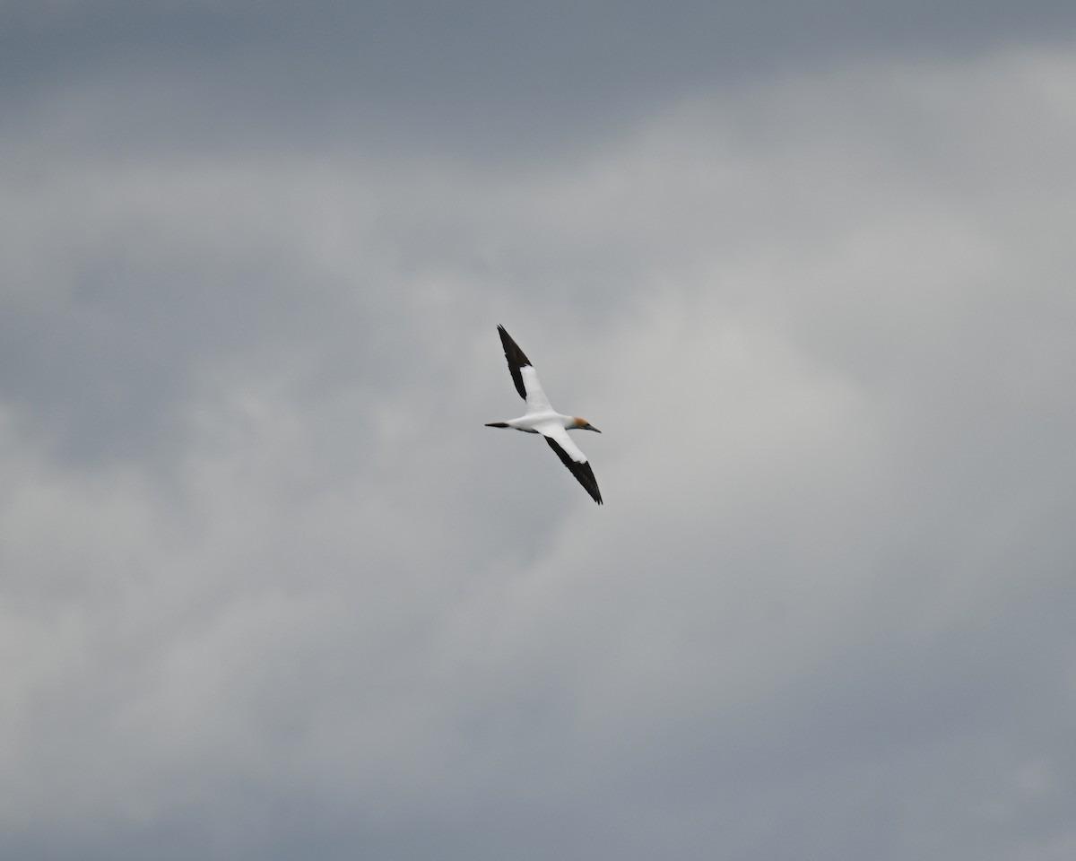 Австралийская олуша - ML645382312