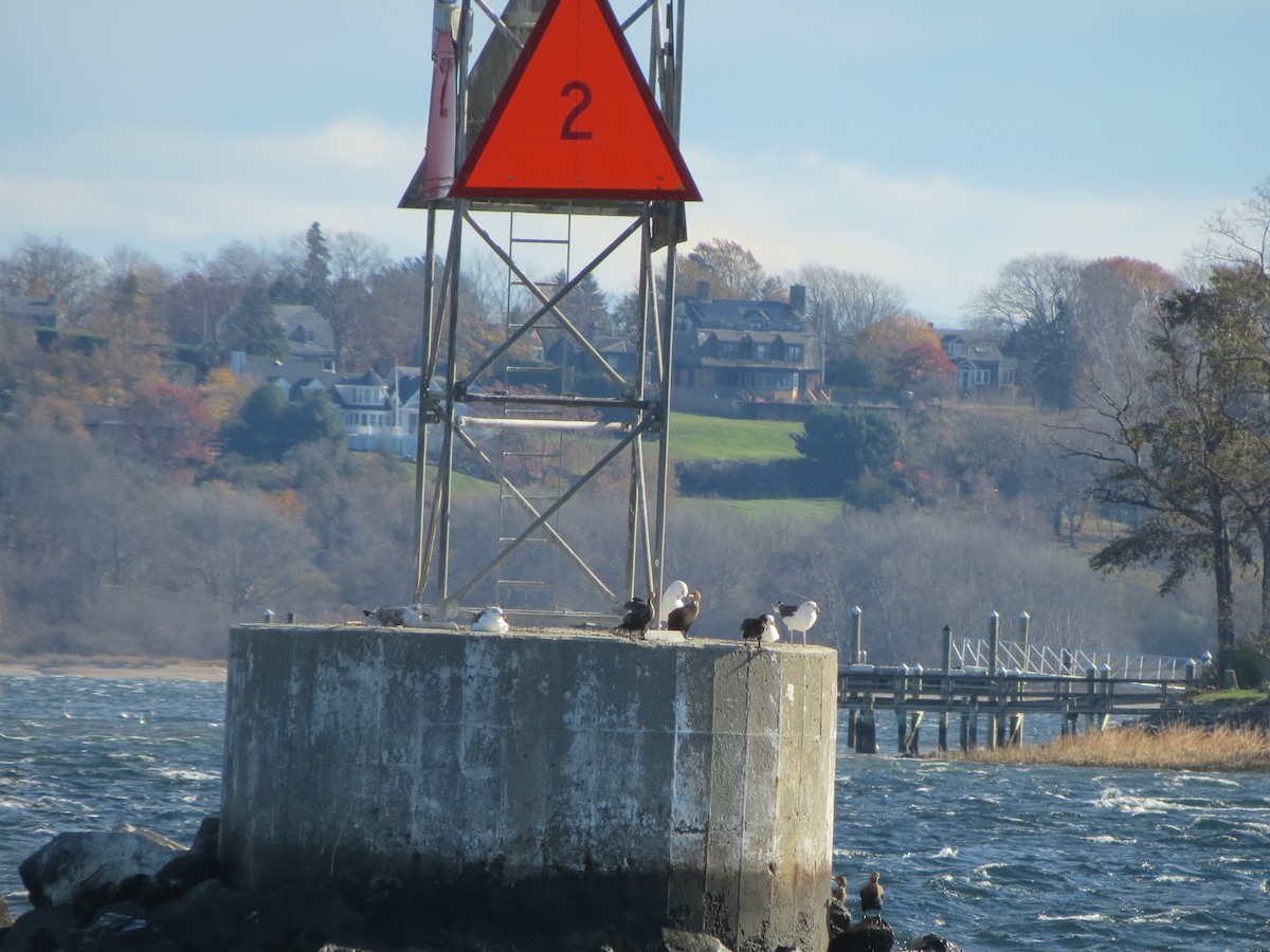 Морская чайка - ML645382313