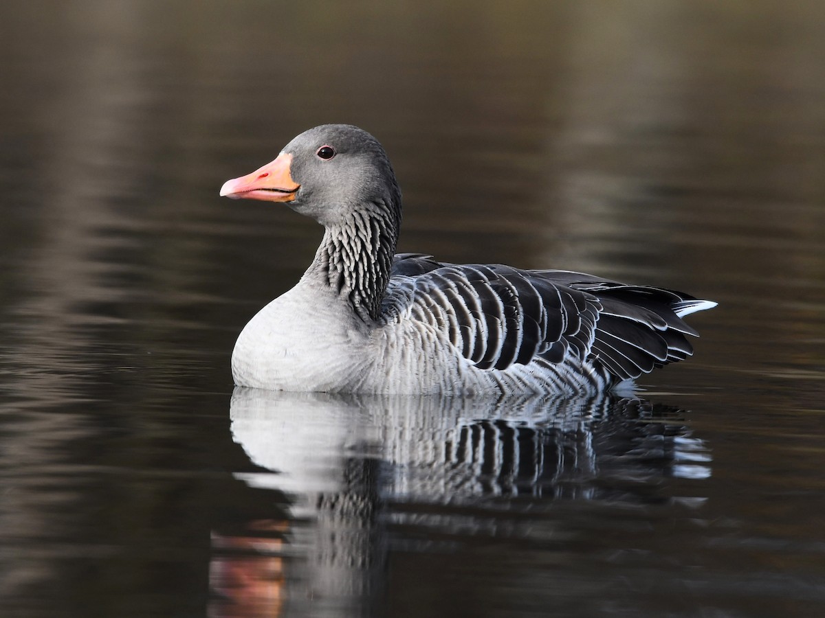 Серый гусь - ML645382314
