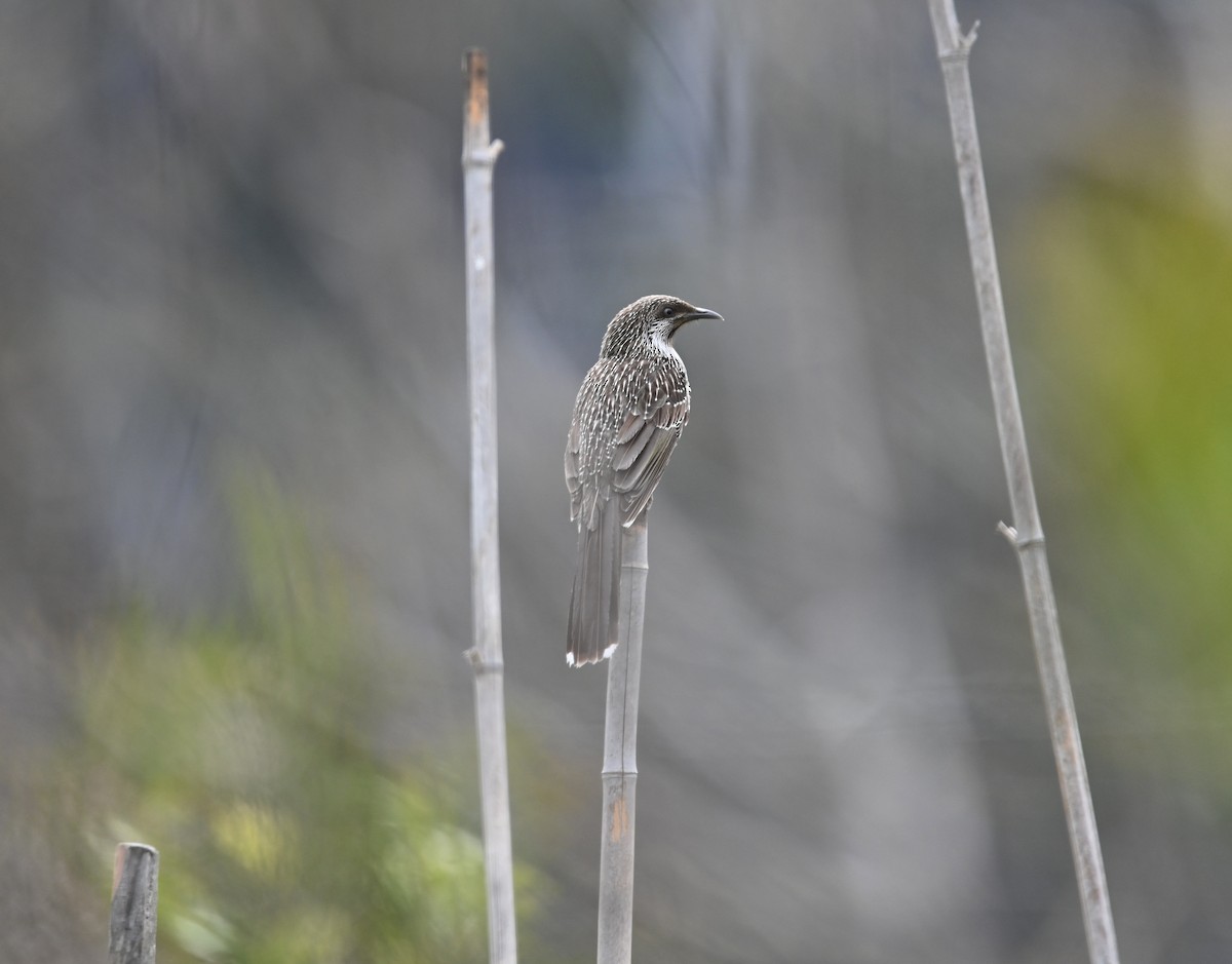 Рыжекрылый серёжкоух - ML645382315