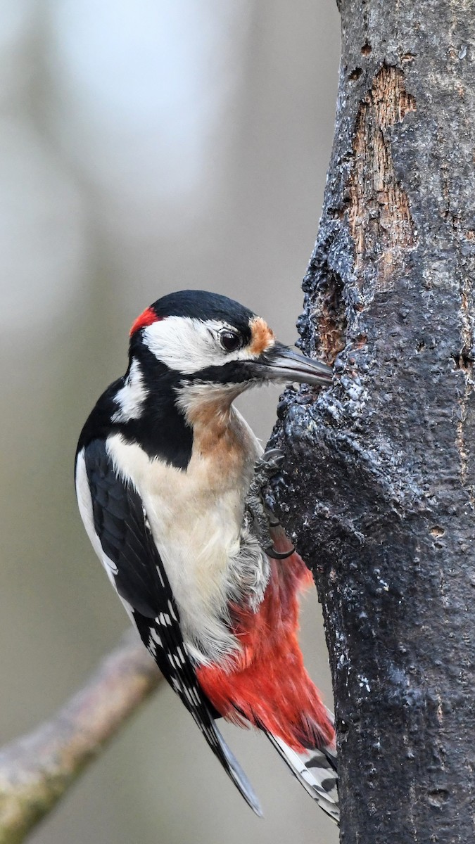 Большой пёстрый дятел - ML645382317