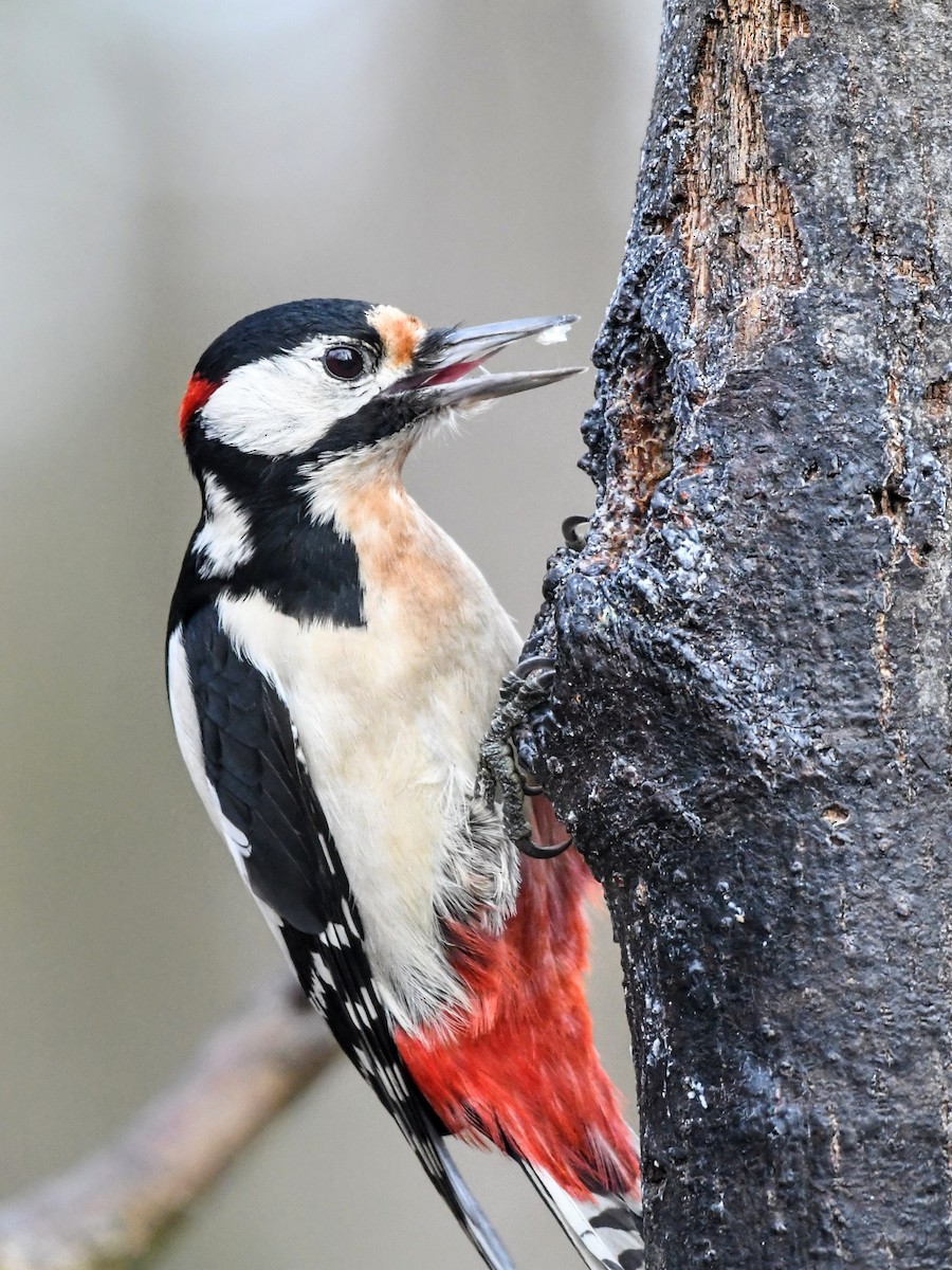 Great Spotted Woodpecker - ML645382318