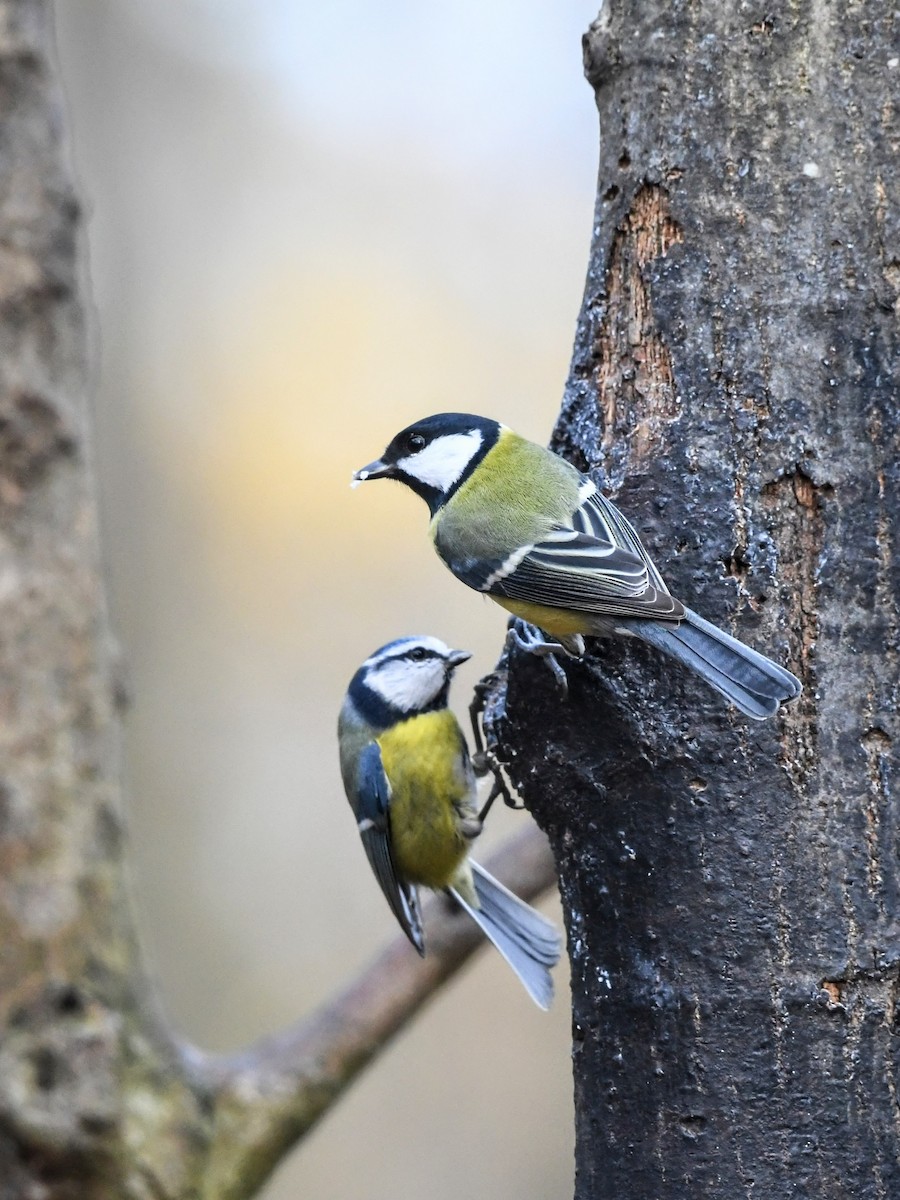Great Tit - ML645382319