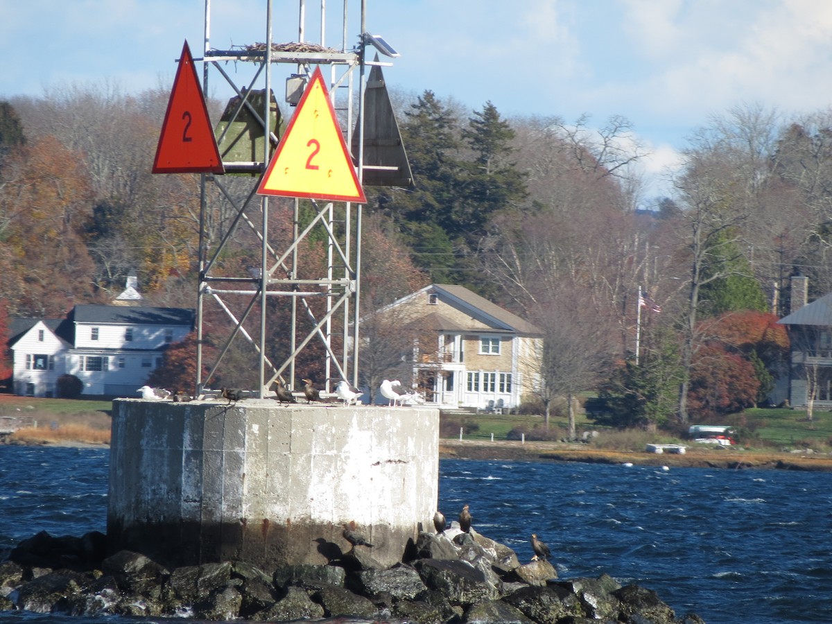 Double-crested Cormorant - ML645382320