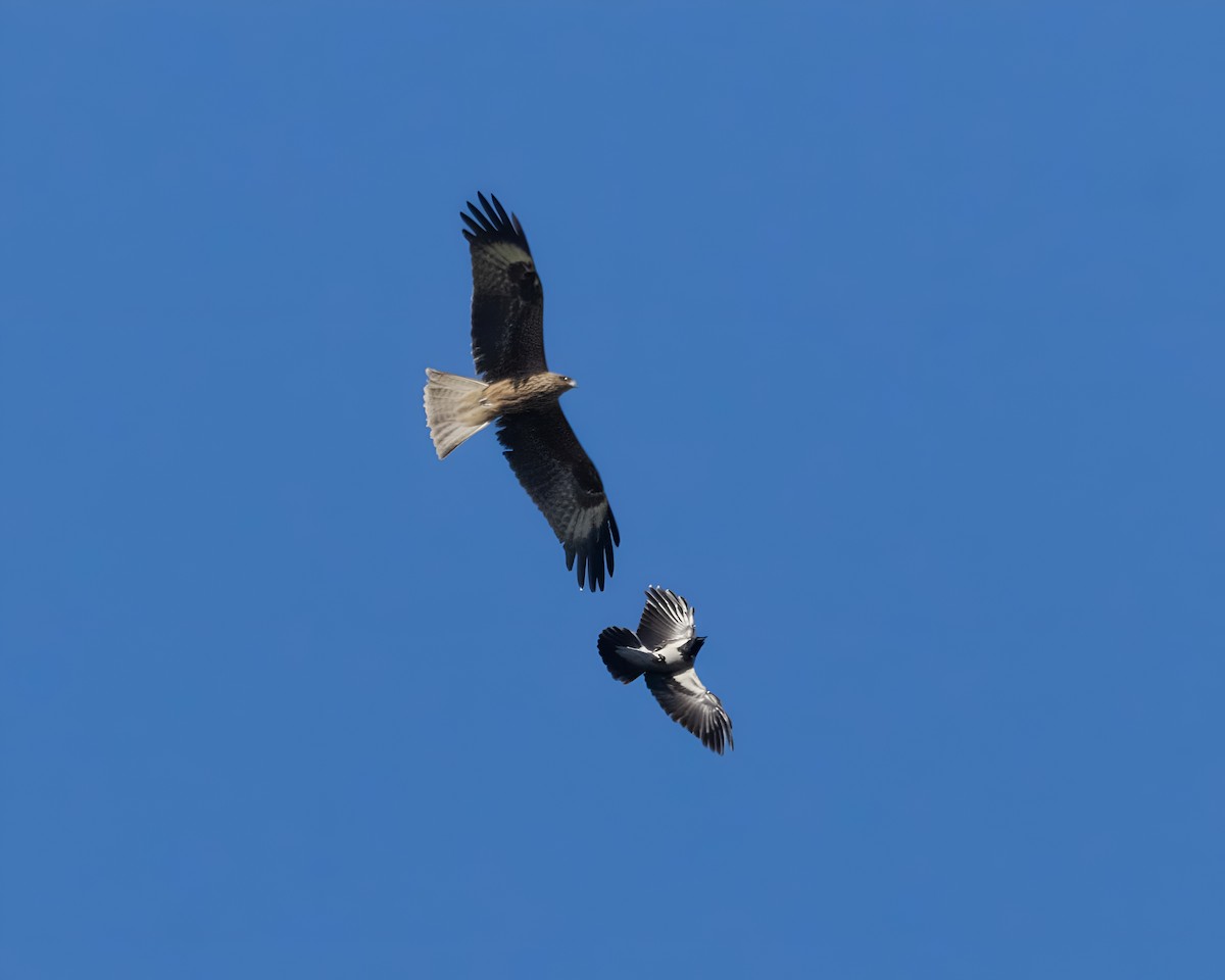 Black Kite - ML645382321