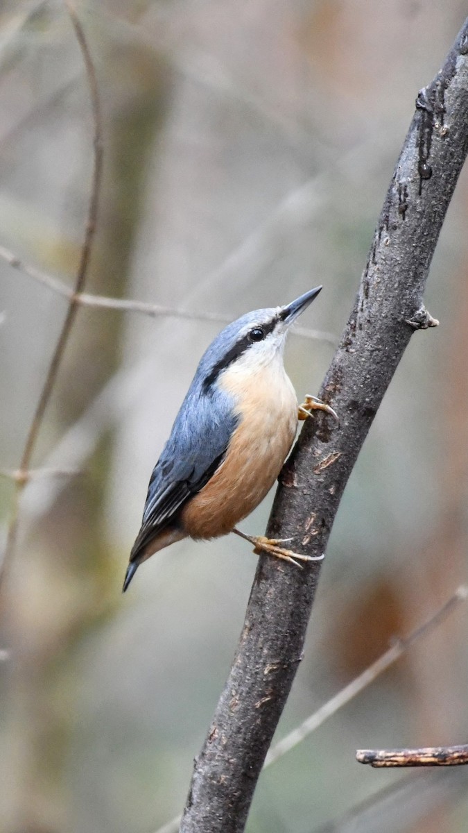Eurasian Nuthatch - ML645382325