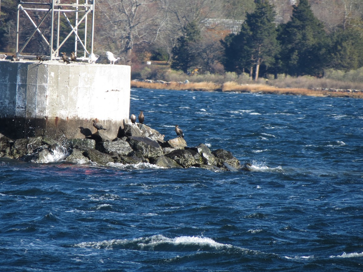 Double-crested Cormorant - ML645382326