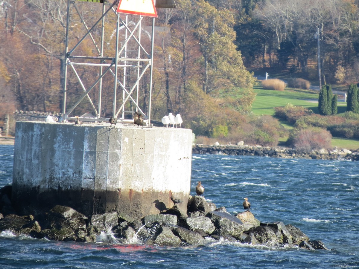 Double-crested Cormorant - ML645382327