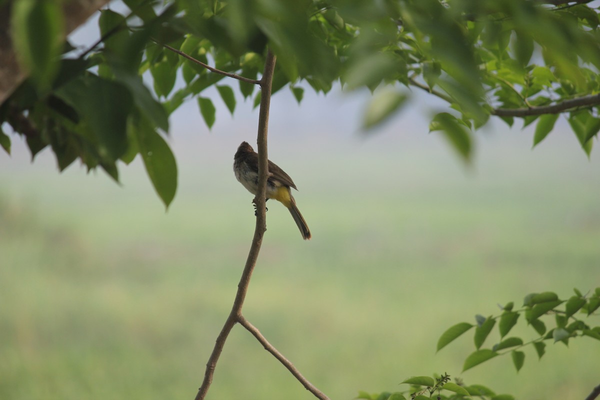Yellow-vented Bulbul - ML645382336