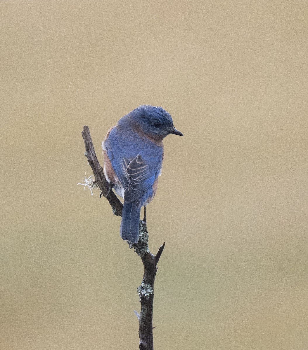 Eastern Bluebird - ML645382337