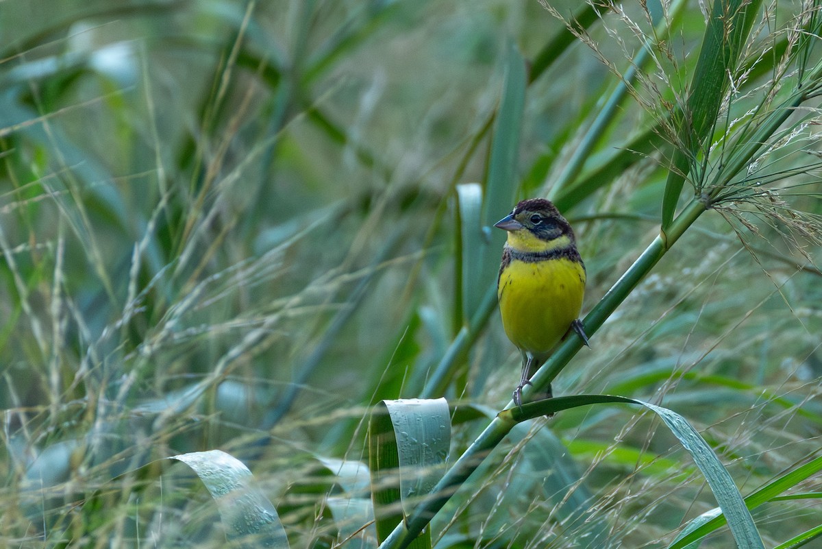 Вівсянка лучна - ML645382340