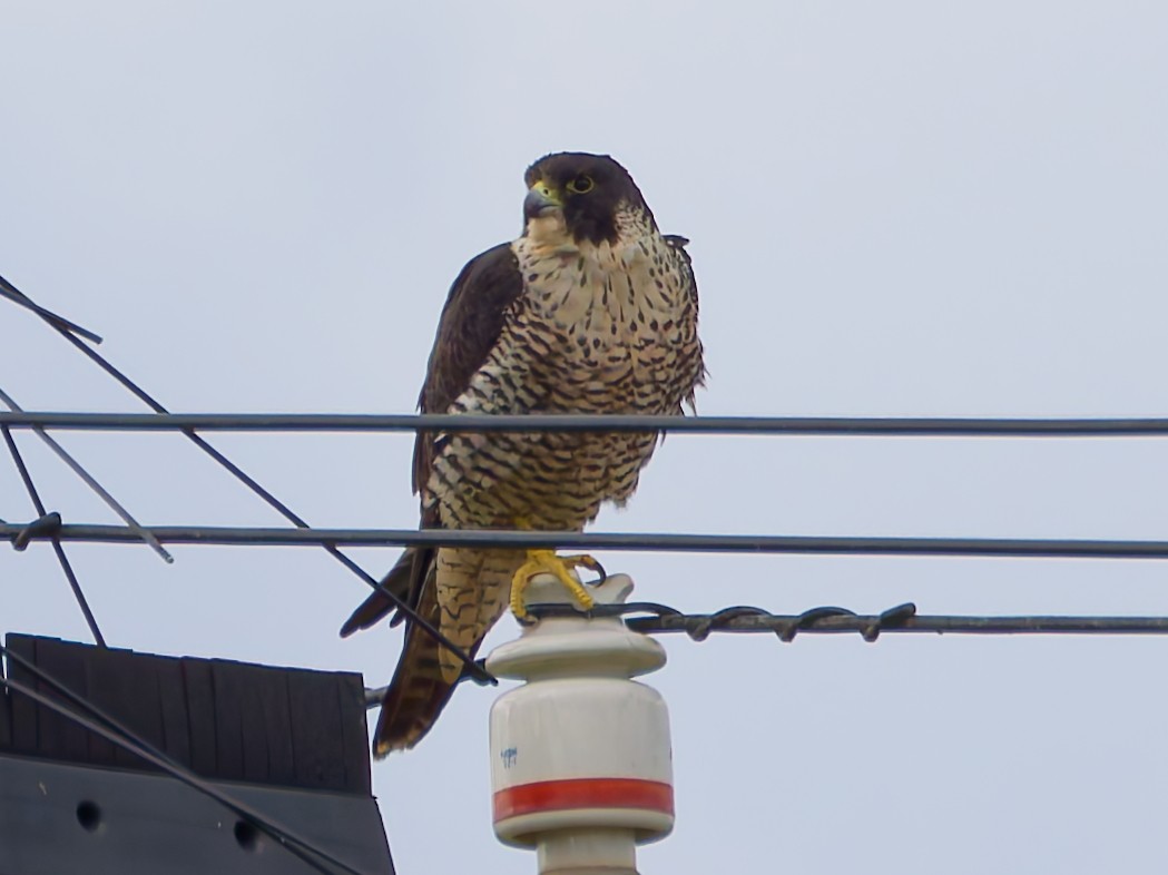 vandrefalk (pealei) - ML645382349