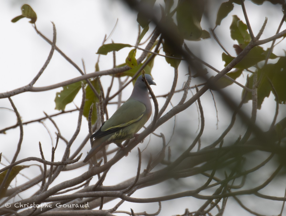 Pink-necked Green-Pigeon - ML645382350
