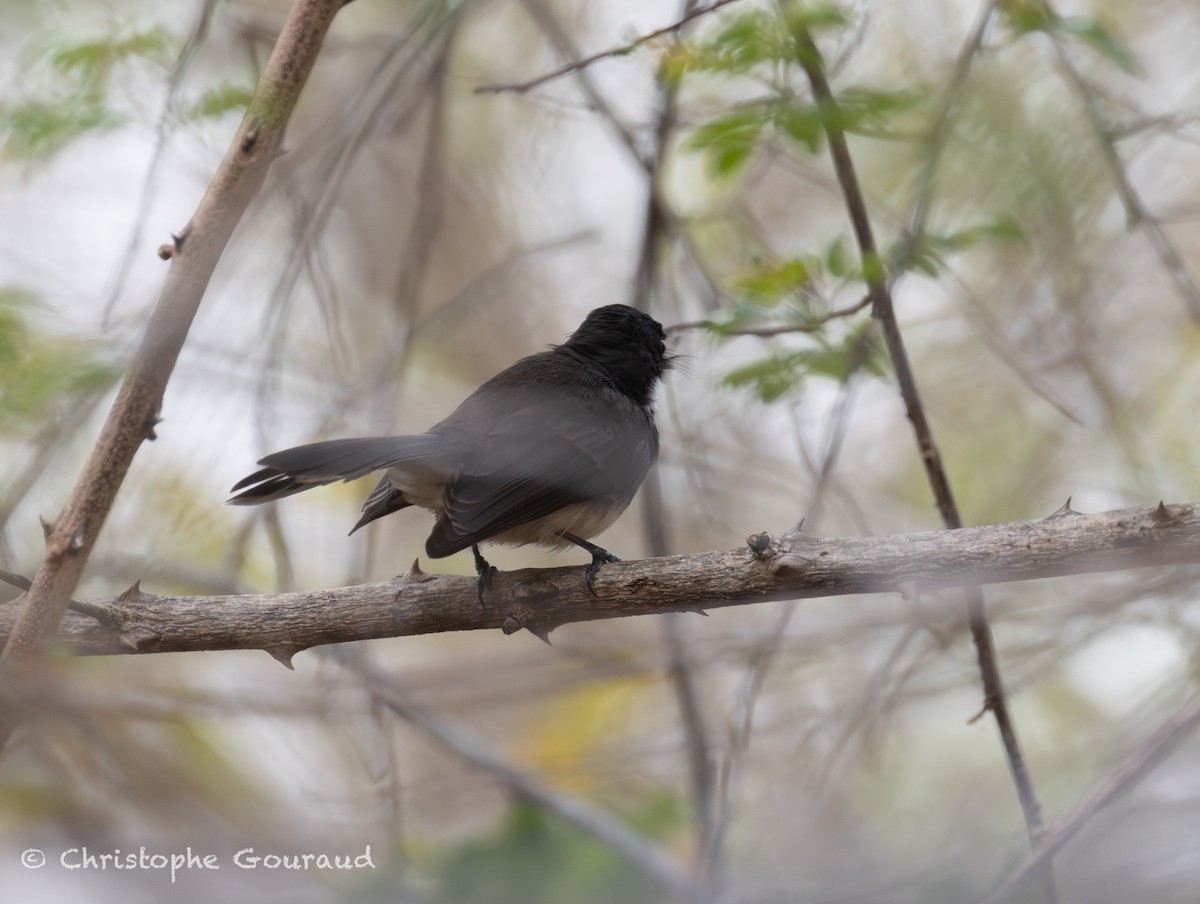 Malaysian Pied-Fantail - ML645382354