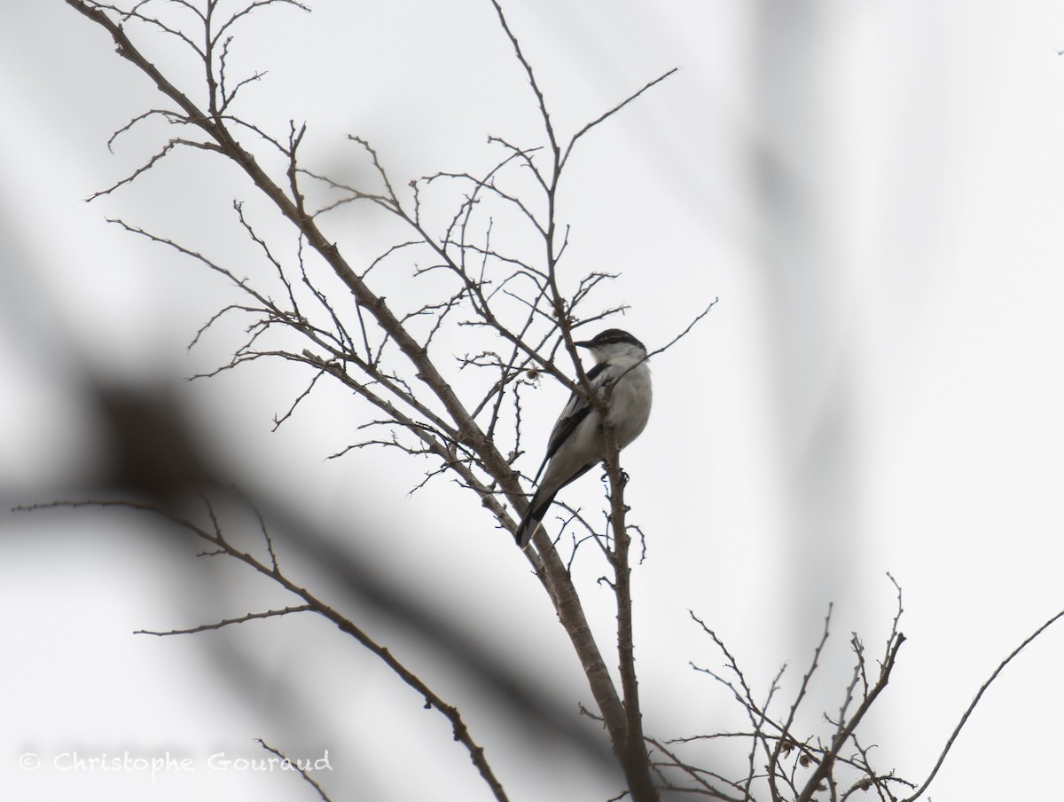 White-shouldered Triller - ML645382355