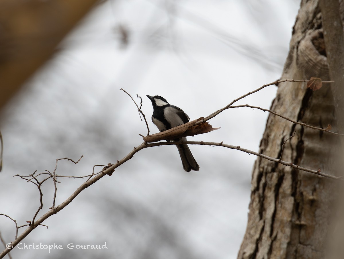 Asian Tit (Cinereous) - ML645382358