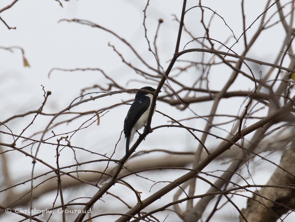 Black-winged Flycatcher-shrike - ML645382364