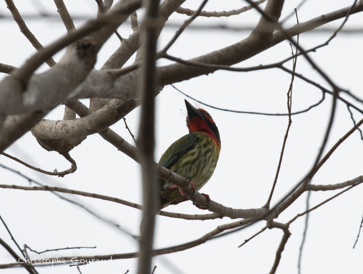 Coppersmith Barbet (Javan Red-faced) - ML645382365