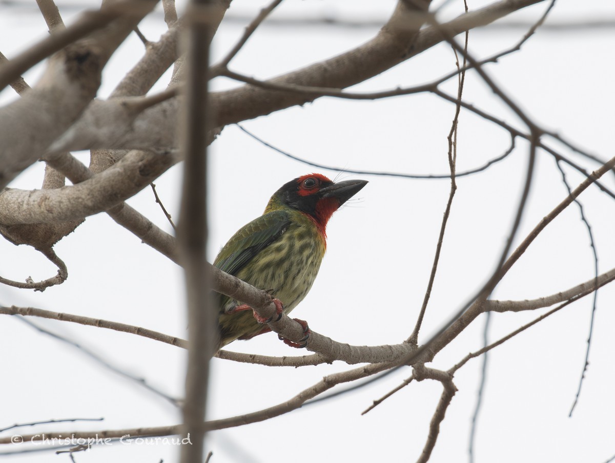 Coppersmith Barbet (Javan Red-faced) - ML645382366