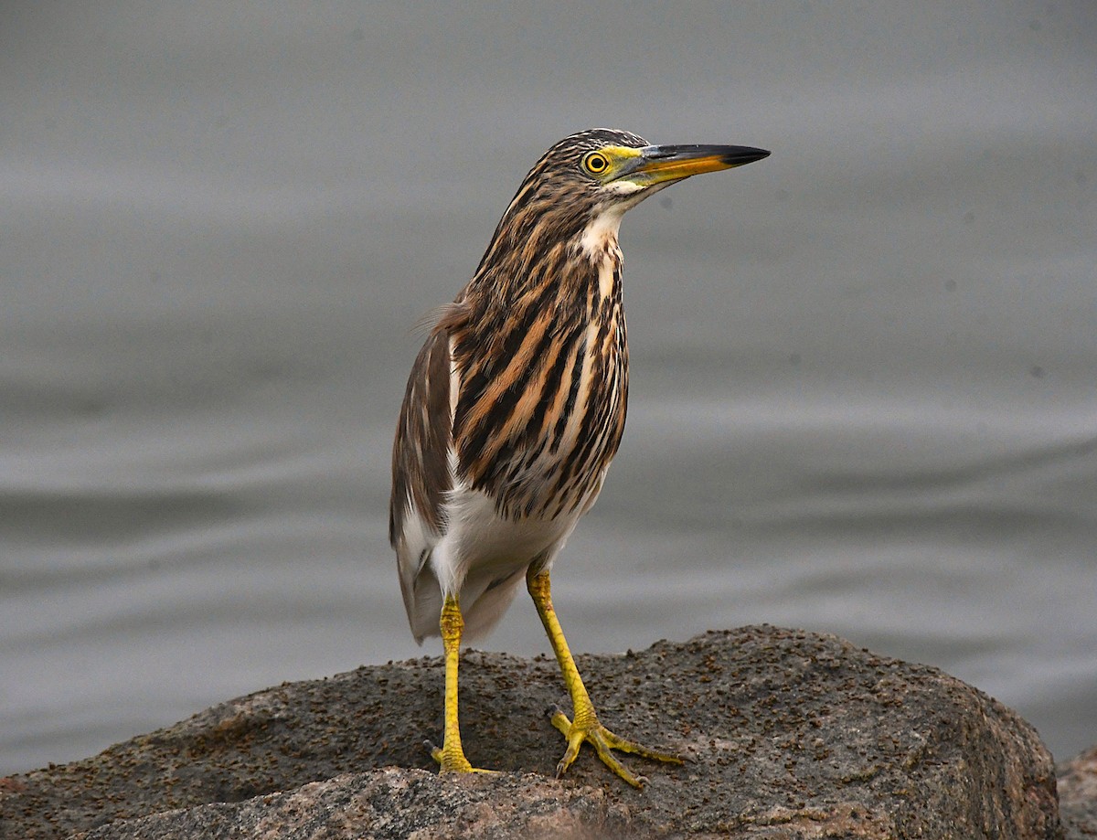 Hint Alaca Balıkçılı - ML645382367