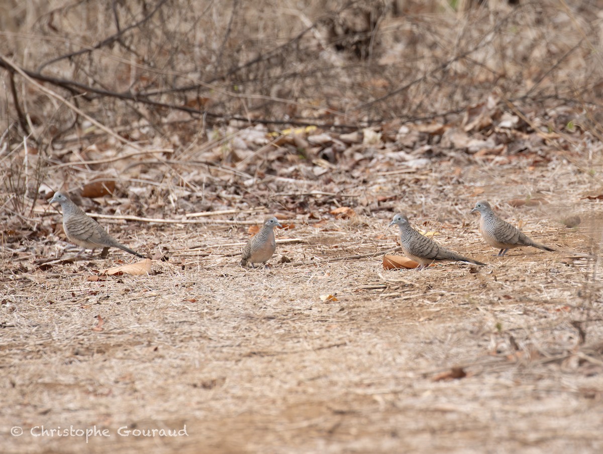 Zebra Dove - ML645382370