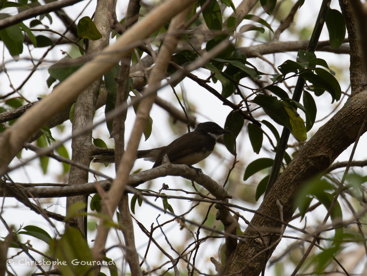 Malaysian Pied-Fantail - ML645382371